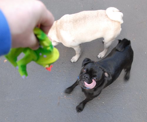 Rio and Sheba Michigan Christmas in California - December 25 2007!