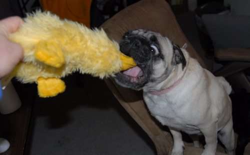 Rio and Sheba Michigan Christmas in California - December 25 2007!