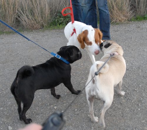 Rio and Sheba Hu Pug Bay Walk - December 15 2007!