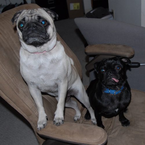 Rio and Sheba Michigan Christmas in California - December 25 2007!