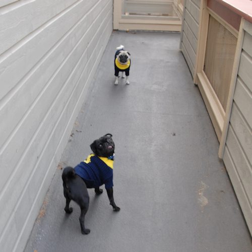 Rio and Sheba Michigan Christmas in California - December 25 2007!