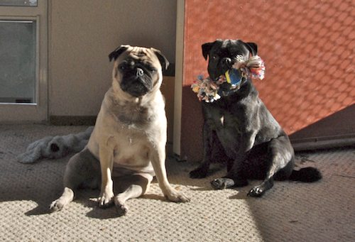 Rio and Sheba in the Sun - December 15 2007!