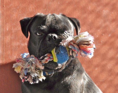 Rio and Sheba in the Sun - December 15 2007!