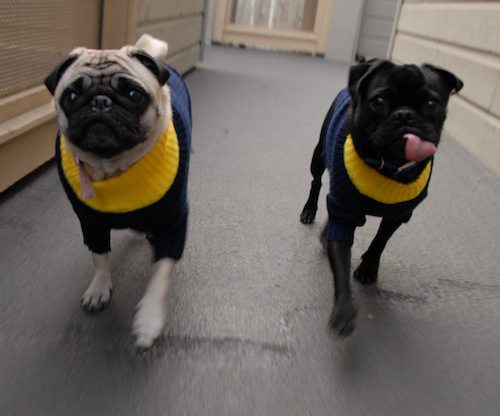 Rio and Sheba Michigan Christmas in California - December 25 2007!