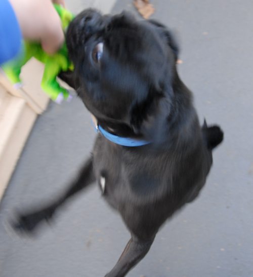 Rio and Sheba Michigan Christmas in California - December 25 2007!