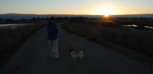 Rio and Sheba Hu Pug Bay Walk - December 15 2007!