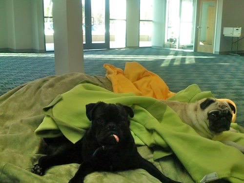 Office Pugs