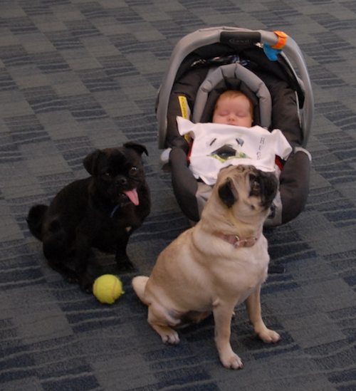 Office Pugs