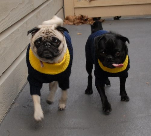 Rio and Sheba Michigan Christmas in California - December 25 2007!