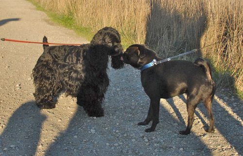 Rio and Sheba Hu Pug Bay Walk - December 15 2007!