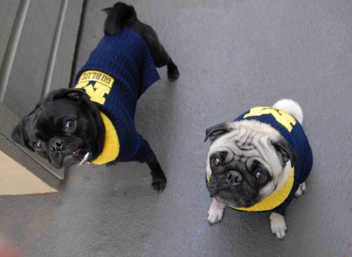 Rio and Sheba Michigan Christmas in California - December 25 2007!