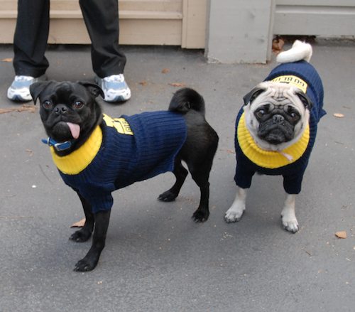 Rio and Sheba Michigan Christmas in California - December 25 2007!