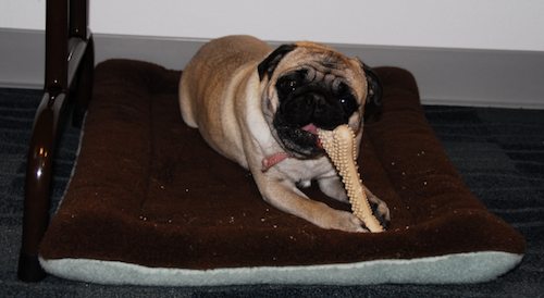 Happy Birthday to Sheba - Fours Years Old