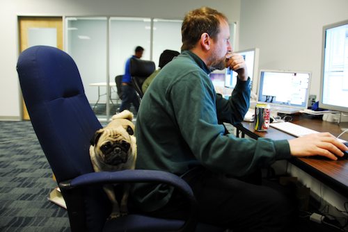 Happy Birthday to Sheba - Fours Years Old