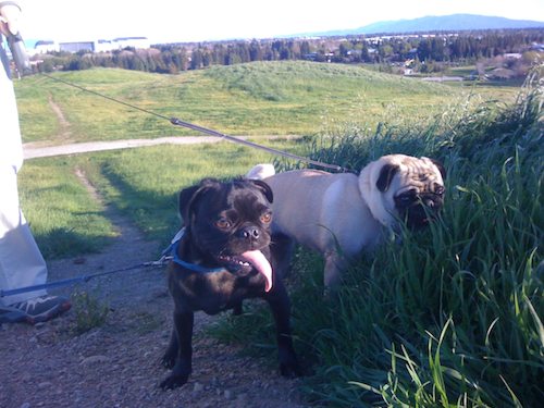 Rio and Sheba Climb Mountain View's Vista Slope