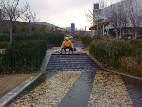 Rio and Sheba Climb Mountain View's Vista Slope