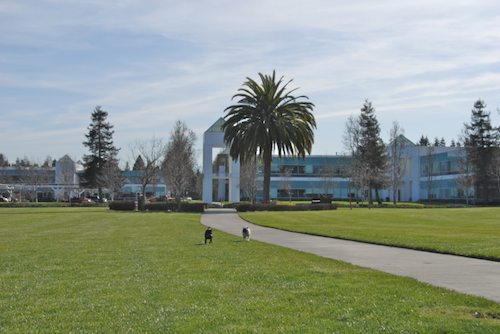 Rio and Sheba have fun in Mountain View