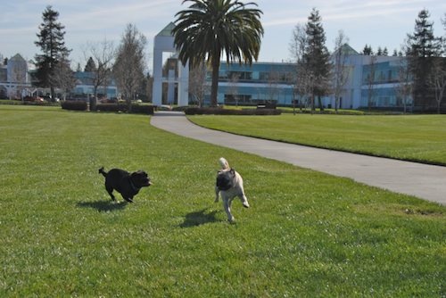 Rio and Sheba have fun in Mountain View