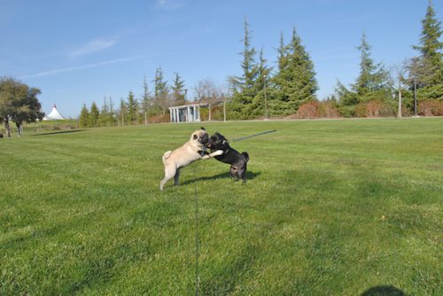 Rio and Sheba have fun in Mountain View