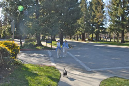 Rio and Sheba have fun in Mountain View