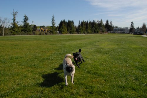 Rio and Sheba have fun in Mountain View