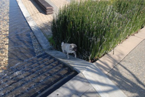 Rio and Sheba have fun in Mountain View