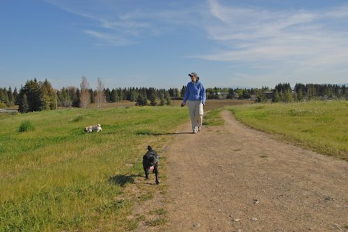 Rio and Sheba have fun in Mountain View