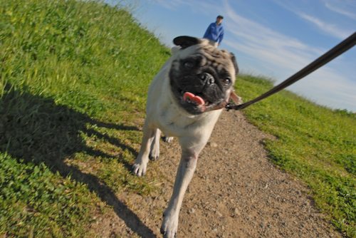 Rio and Sheba have fun in Mountain View