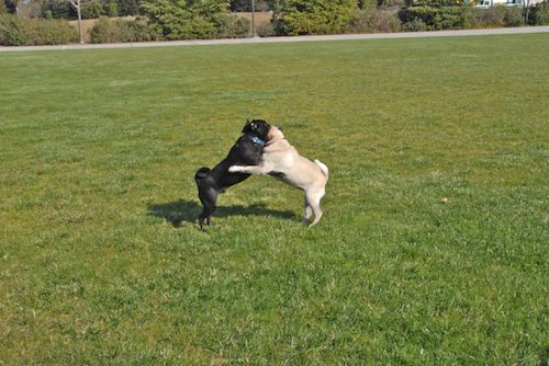 Rio and Sheba have fun in Mountain View