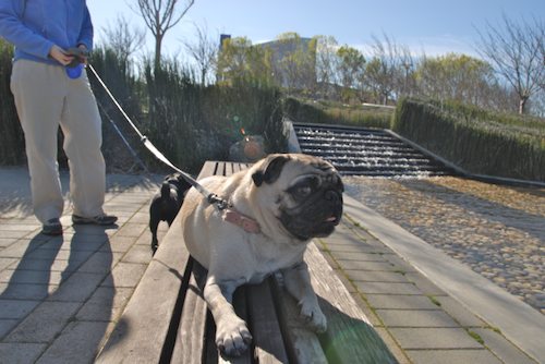 Rio and Sheba have fun in Mountain View