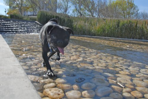 Rio and Sheba have fun in Mountain View