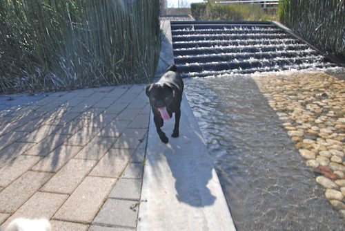 Rio and Sheba have fun in Mountain View