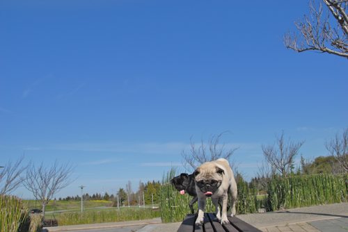 Rio and Sheba have fun in Mountain View