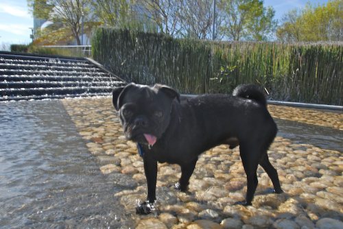 Rio and Sheba have fun in Mountain View