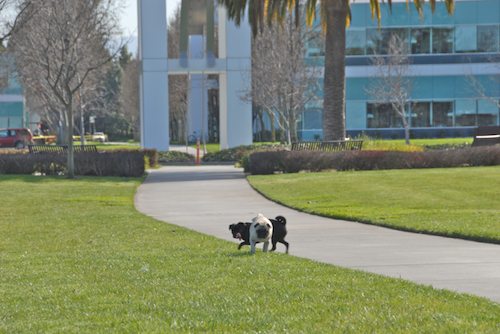 Rio and Sheba have fun in Mountain View
