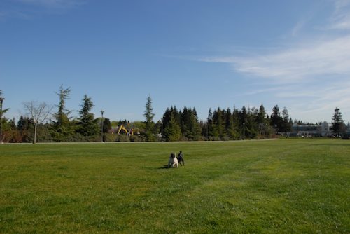 Rio and Sheba have fun in Mountain View