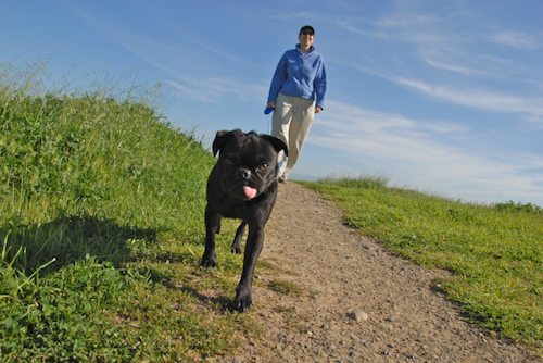 Rio and Sheba have fun in Mountain View