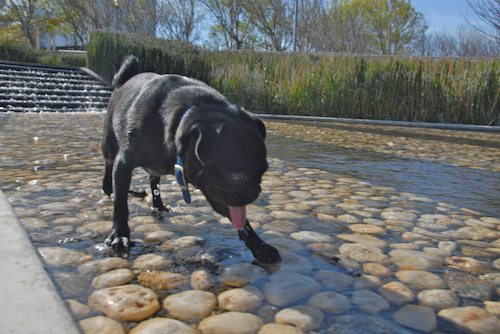 Rio and Sheba have fun in Mountain View