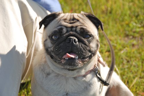 Rio and Sheba have fun in Mountain View