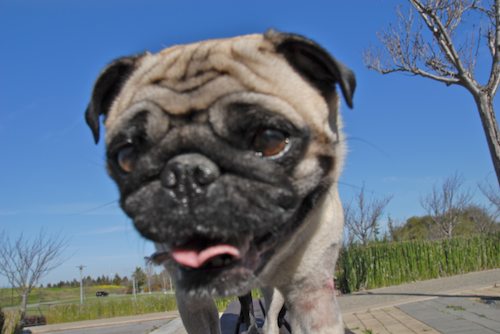 Rio and Sheba have fun in Mountain View