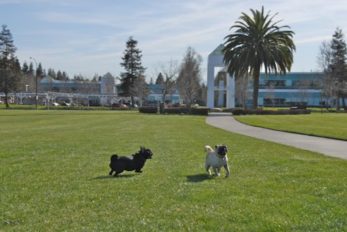 Rio and Sheba have fun in Mountain View