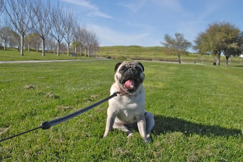 Rio and Sheba have fun in Mountain View