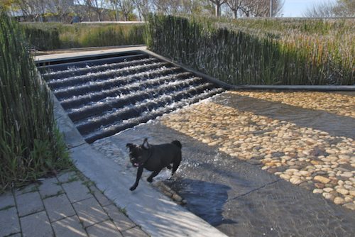 Rio and Sheba have fun in Mountain View