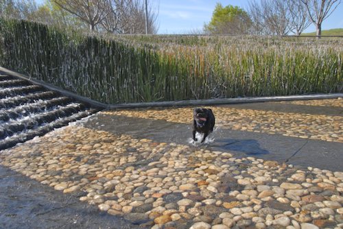 Rio and Sheba have fun in Mountain View