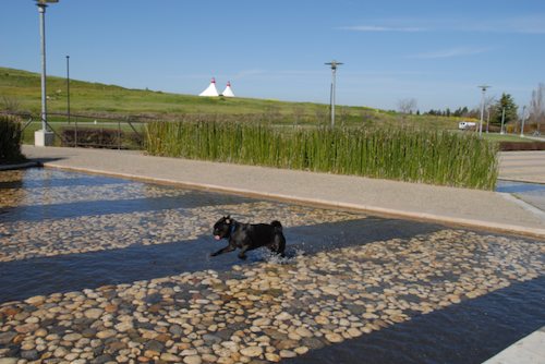 Rio and Sheba have fun in Mountain View