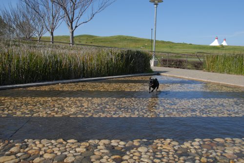 Rio and Sheba have fun in Mountain View