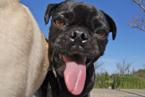 Rio and Sheba have fun in Mountain View