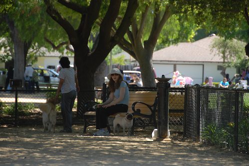Rio and Sheba have fun with Daisy