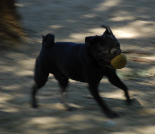 Rio and Sheba have fun with Daisy