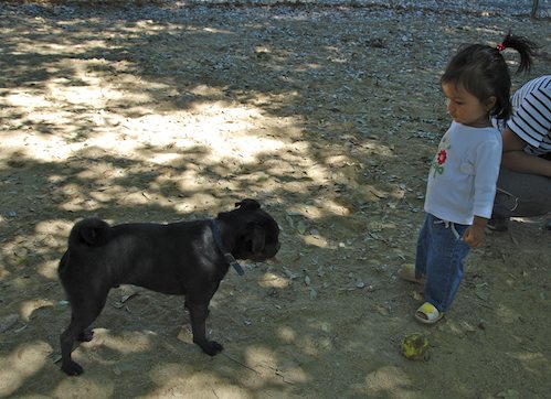 Rio and Sheba have fun with Daisy